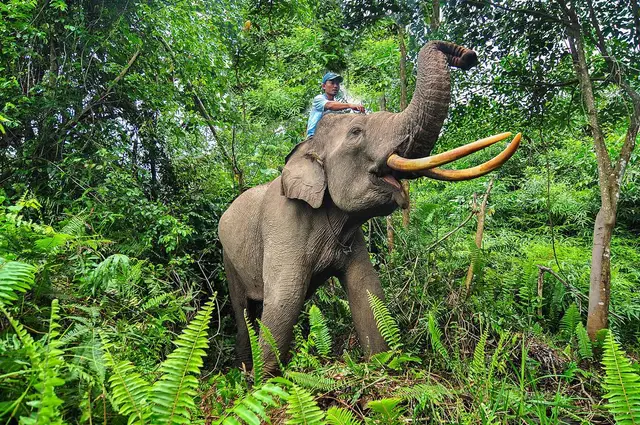 Panduan Lengkap Menyusuri Taman Nasional Tesso Nilo di Riau